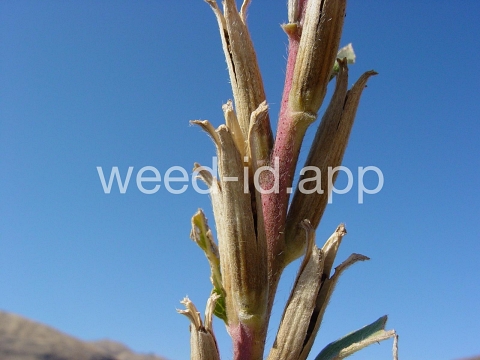 eveningprimrose, silky